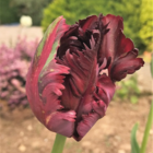 Black Parrot Tulip Bulbs