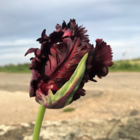 Black Parrot Tulip Bulbs