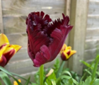 Black Parrot Tulip Bulbs