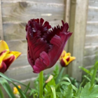 Black Parrot Tulip Bulbs