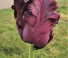 Black Parrot Tulip Bulbs