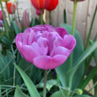 Blue Diamond Tulip Bulbs
