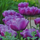 Blue Diamond Tulip Bulbs