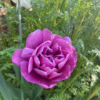 Blue Diamond Tulip Bulbs