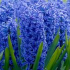 Blue Jacket Hyacinth Bulbs