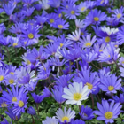 Blanda Blue Anemone Bulbs