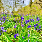 BS Bluebell Bulbs 'In The Green' (Hyacinthoides non-scripta)