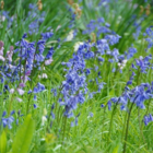 BS Bluebell Bulbs 'In The Green' (Hyacinthoides non-scripta)