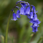 Bluebell (Hyacinthoides non-scripta) Plants
