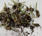 BS Bluebell Bulbs 'In The Green' (Hyacinthoides non-scripta)