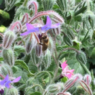 Borage (Borago officinalis) Plant