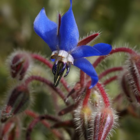 Borage (Borago officinalis) Plant