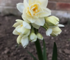 Mixed Double Narcissi