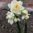 Mixed Double Narcissi