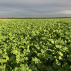 VITTASSO Brown Mustard Seed (Brassica juncea)