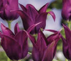 Burgundy Tulip Bulbs