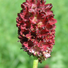 Burnet, Great (Sanguisorba officinalis) Plant - Boston Seeds