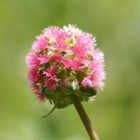 Burnet, Salad (Sanguisorba minor) Plant