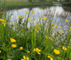 BS6P 100%: Wetland & Pond Edge Wildflower Seeds