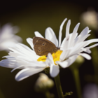 Butterfly Mix Wildflower Seed Balls