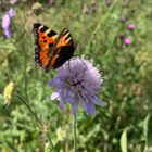 BS Butterfly Wildflower Plant Collection