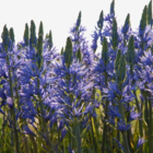 Camassia Leichtlinii Caerulea Bulbs