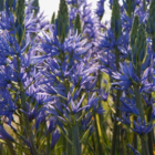 Camassia Leichtlinii Caerulea Bulbs