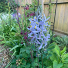 Camassia Cusickii Bulbs