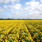 Camelot Narcissi Bulbs