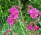 Campion, Red (Silene dioica) Plant