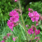 Campion, Red (Silene dioica) Seeds