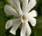 Campion, White (Silene alba) Seeds