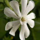 Campion, White (Silene alba) Seeds