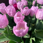 Candy Prince Tulip Bulbs