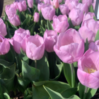 Candy Prince Tulip Bulbs