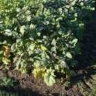 Carbon Kale and Mustard Hybrid Seed