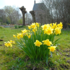 Carlton Daffodil Bulbs