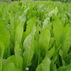 Chicory Seed (Agricultural)