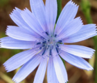 Chicory Seed (Agricultural)