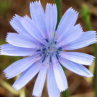 Chicory Seed (Agricultural)