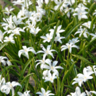 Chionodoxa Luciliae Alba Bulbs