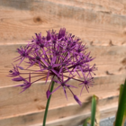 Christophii Allium Bulbs