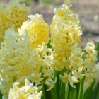 City of Haarlem Hyacinth Bulbs