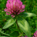 Clover, Wild Red (Trifolium pratense) Plant