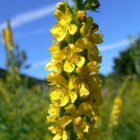 Agrimony, Common (Agrimonia eupatoria) Seeds