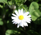 Daisy (Bellis perennis) Plant