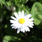 Daisy (Bellis perennis) Plant