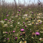 Knapweed, Common (Centaurea nigra) Seeds