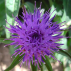 Knapweed, Common (Centaurea nigra) Plant