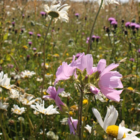 Mallow, Musk (Malva moschata) Plant